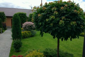 IMG-20181211-WA0002